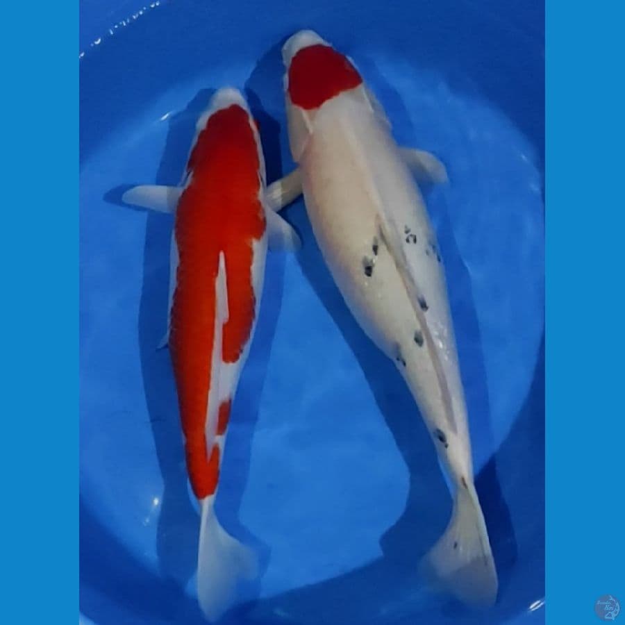 kohaku dan tc. 4450 cm