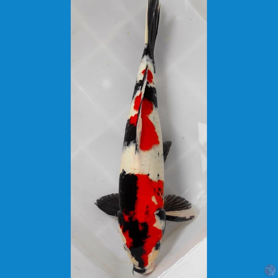 marutenn showaa 46 cm. jantan