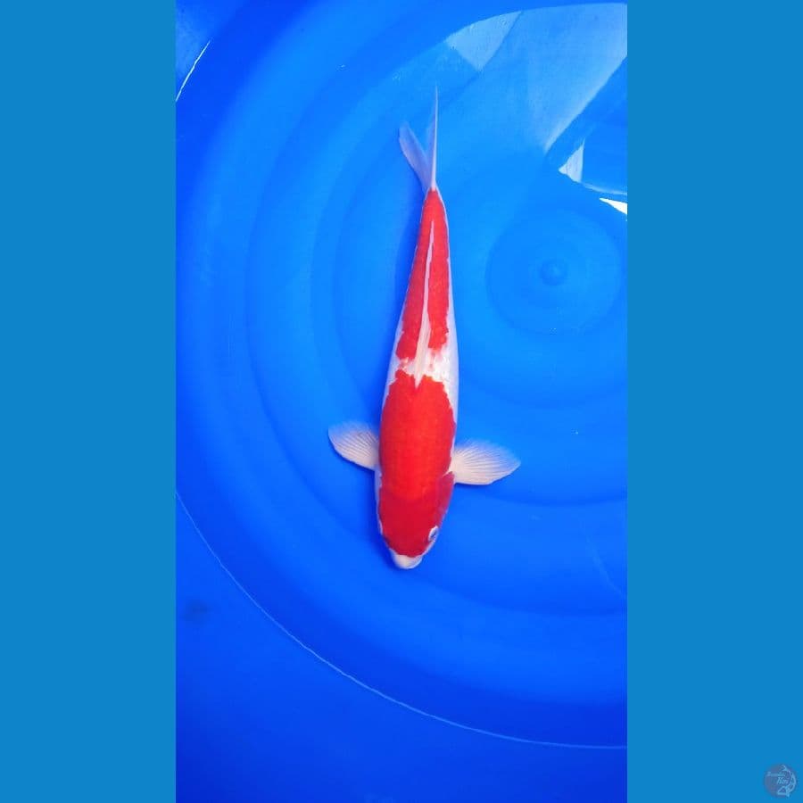 RED KOHAKU STRONG MALE38CM