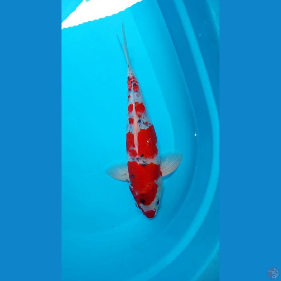 Red Ghosiki F 35cm 