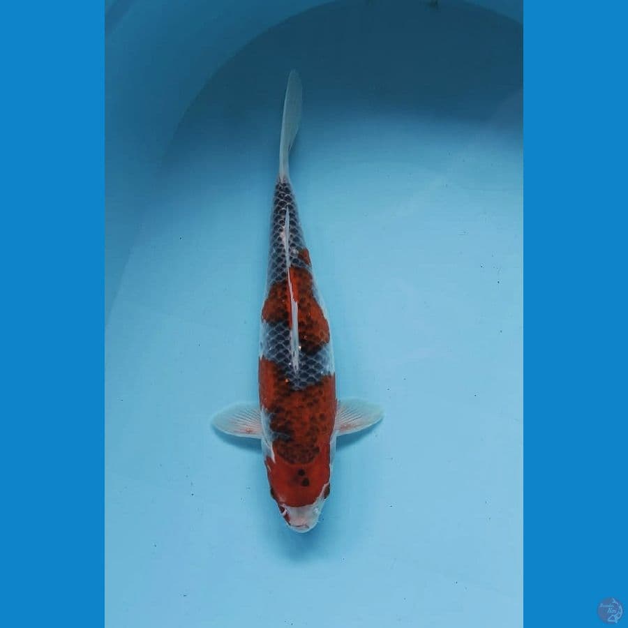 GHOSIKI STRONG 30cm