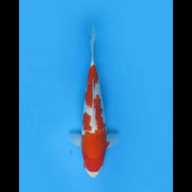 45cm Female - Kohaku Jumbo Pola Ori 