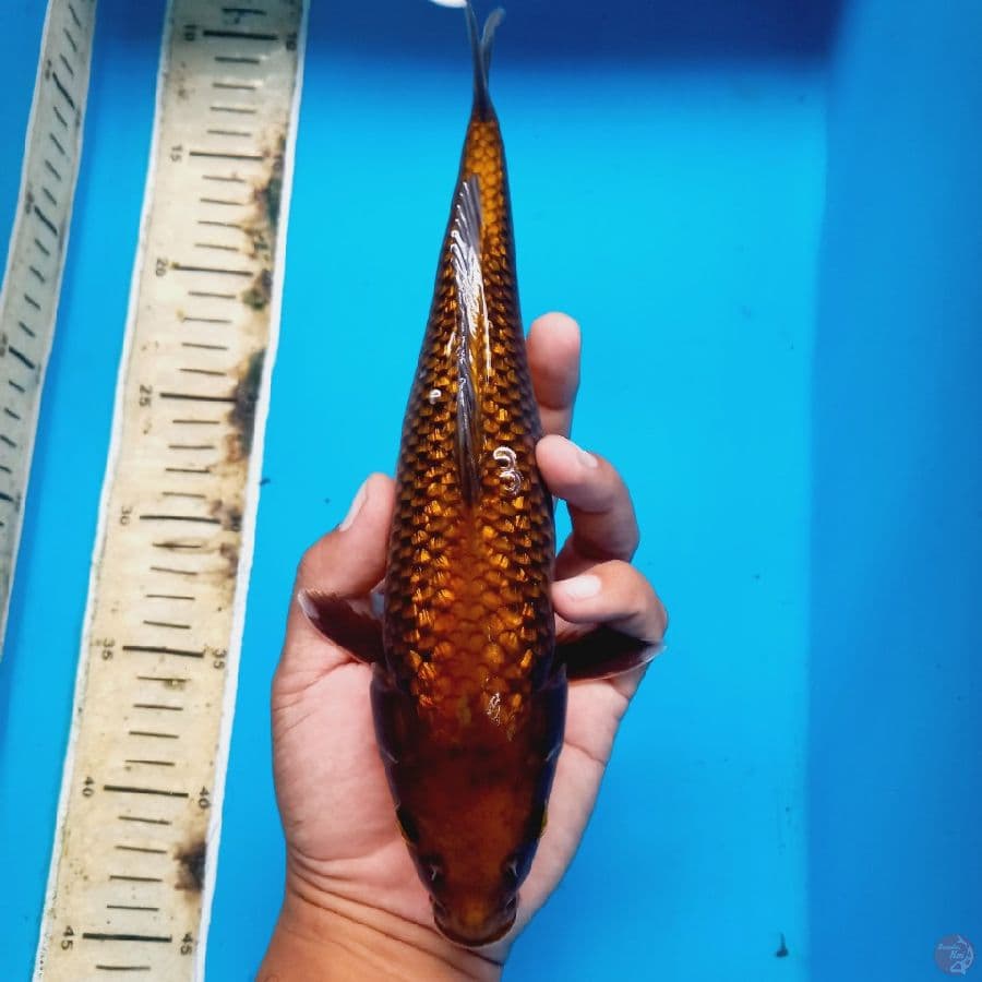 CHAGOI GINRIN//FM/27 CM