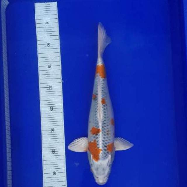 Kujaku 35