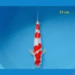 kohaku 31 cm