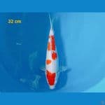 kohaku 32 cm