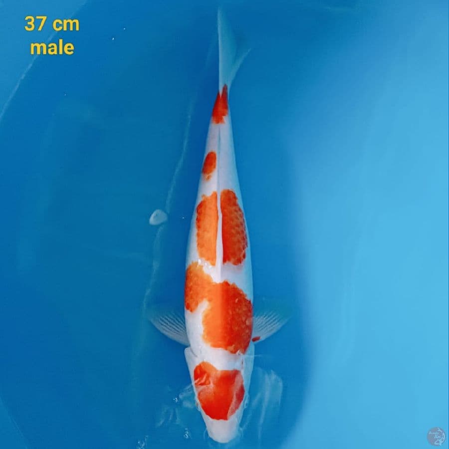kohaku 37 cm