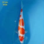 kohaku 37 cm