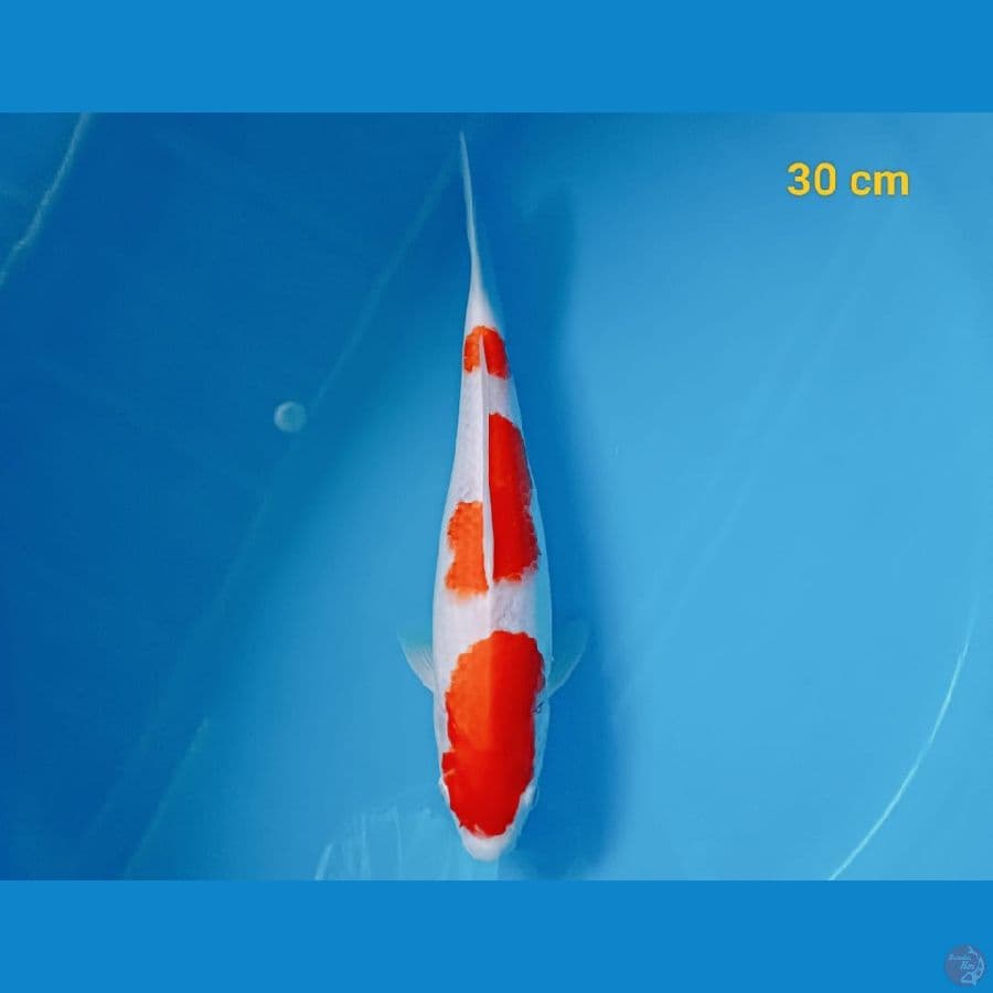 kohaku 30 cm