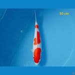 kohaku 30 cm