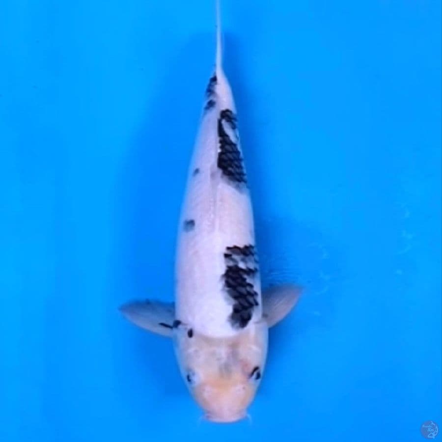 shiro tategoi male 40cm