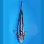 Shusui 32cm (HQ)