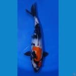 Showa 29cm