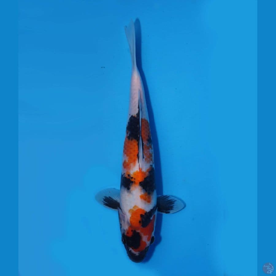 Showa 30cm