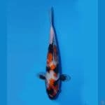 Showa 30cm