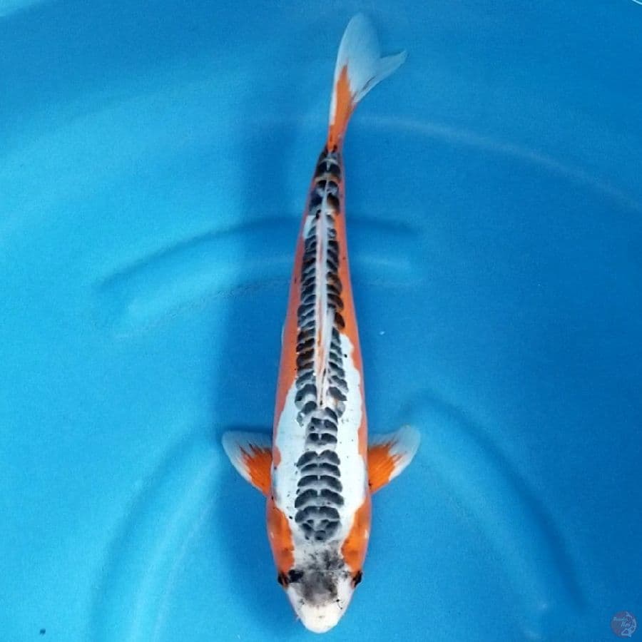 HANA SHUSUI 35 CM MALE