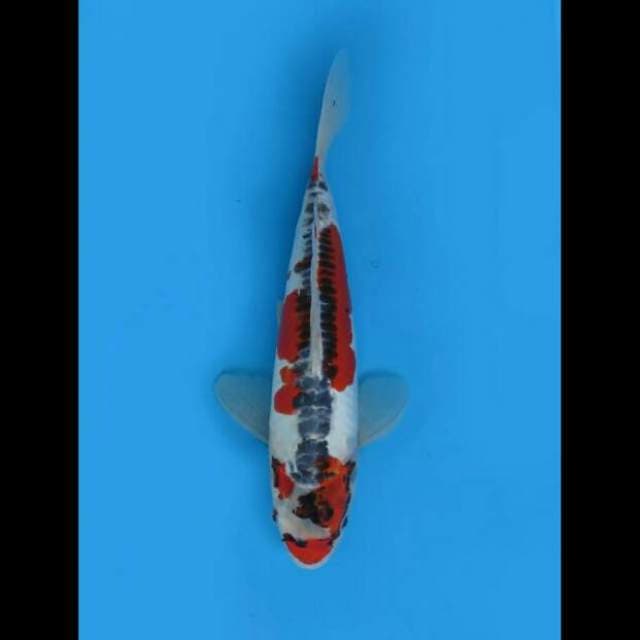 36cm Female - Red Kikoryu 