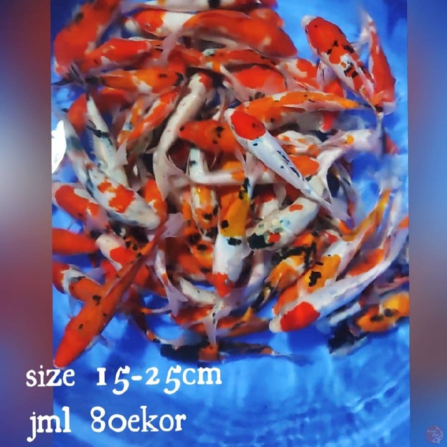 PAKET MIXX 15-25CM 80EKOR