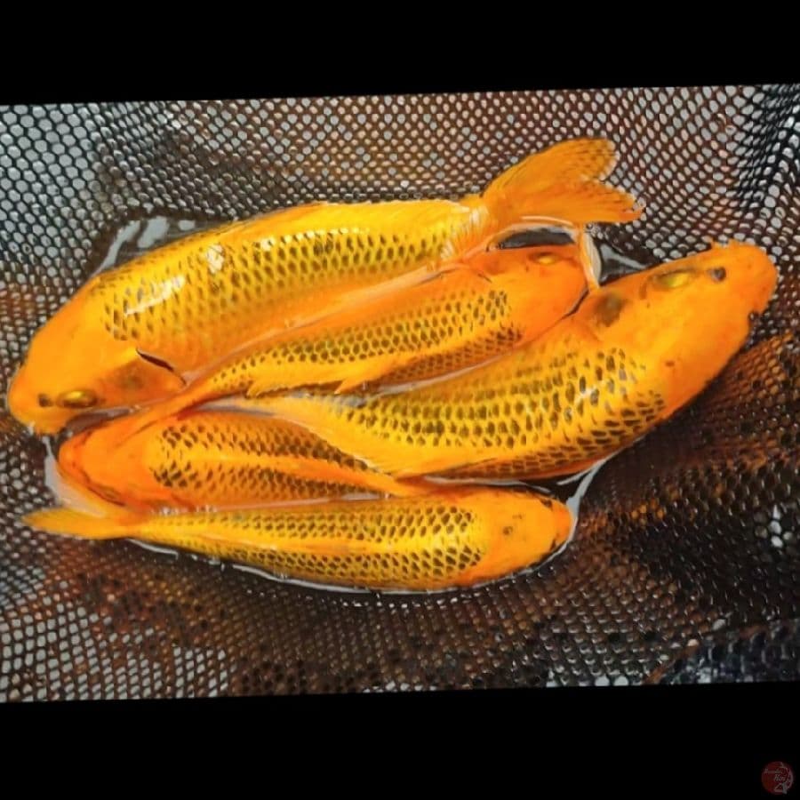 MATSUNAGA 22-27CM 5EKOR