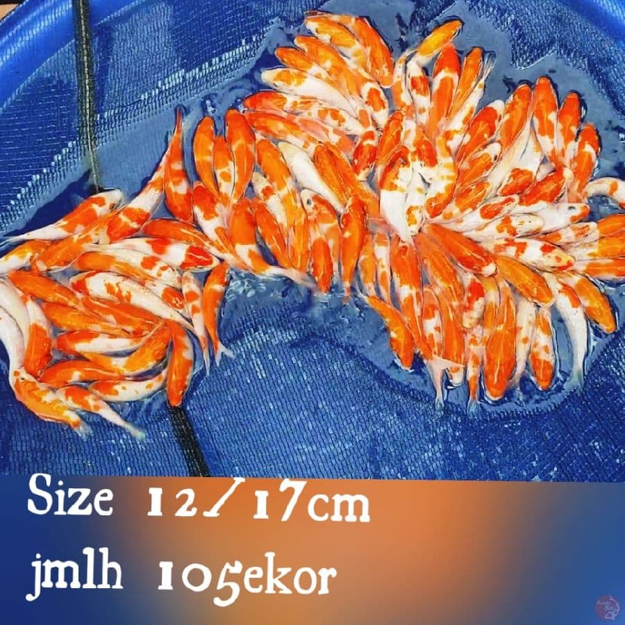 PAKET MIXX  GINDRIN 12-17CM 105EKOR 