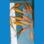 kingirin 12ekor size 23.24.26cm