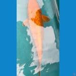 orenji ginrin 30cm