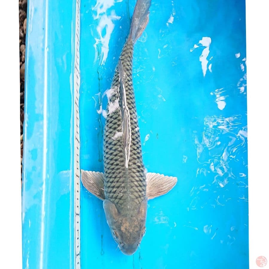 SORAGOI 38 CM