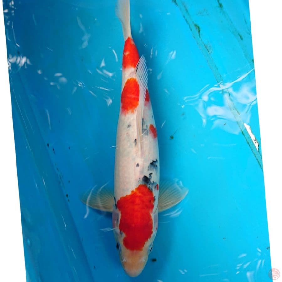 SANKE 33 CM