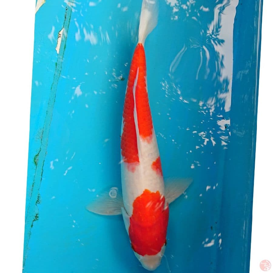KOHAKU STRONG 32 CM