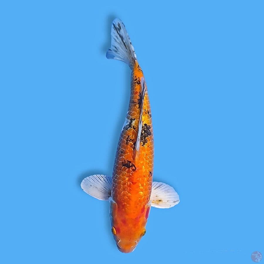 42CM Gindrin Kin Bekko Male 