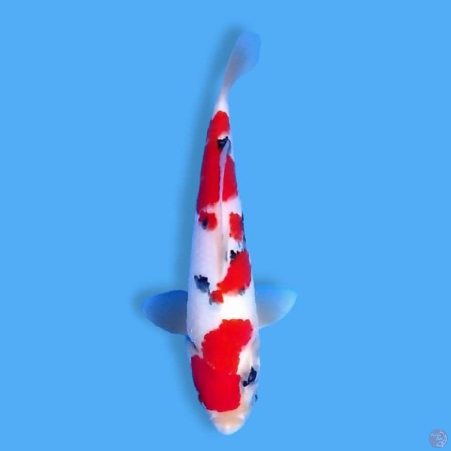 Sankis 25 Male 