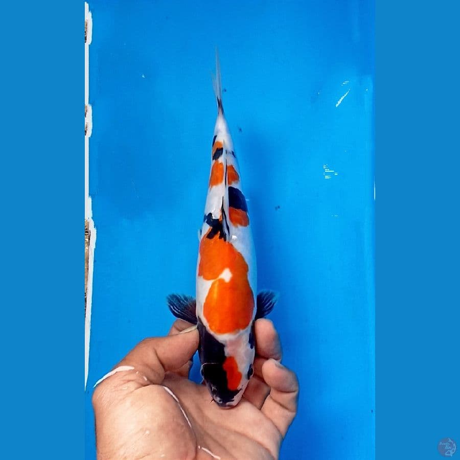 Showa doit 25cm