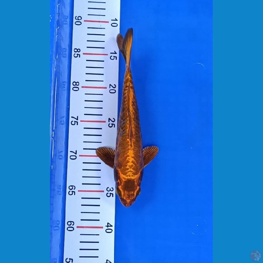Gold Mukashi Aragoke 25up Jantan