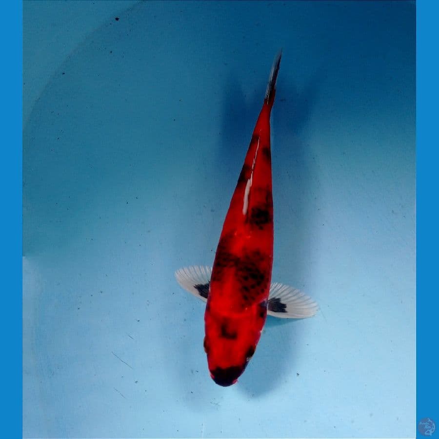 showa hukari 21 cm 
