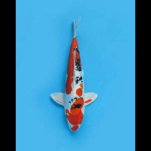 32cm Male - Sanke Doitsu Metalik 