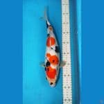 Showa 35cm