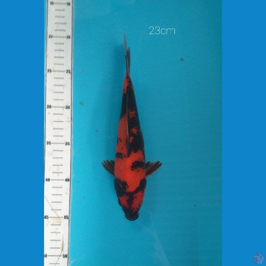 utsuri23cm