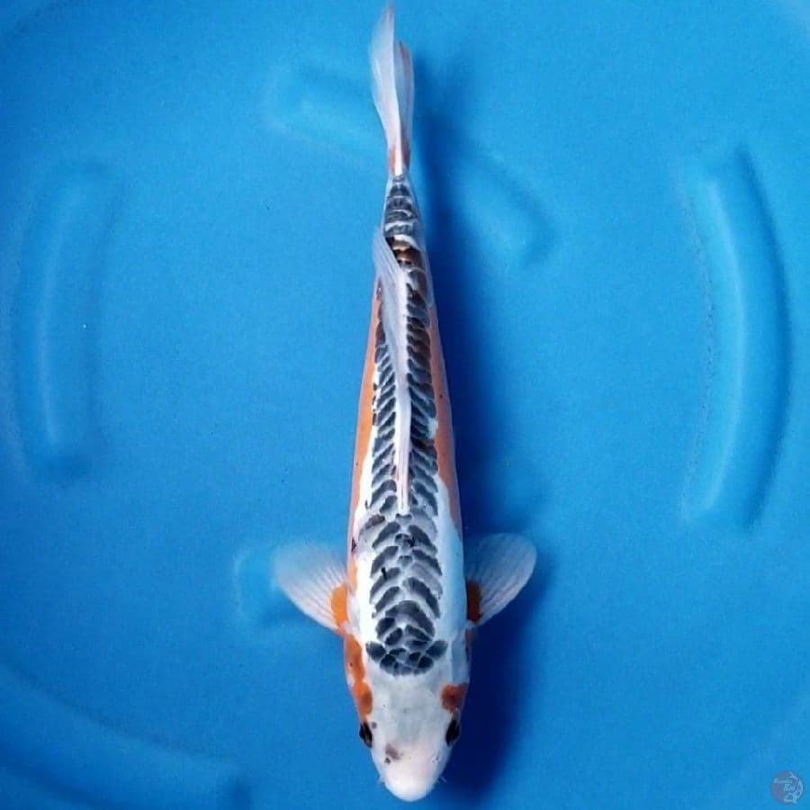 HANA SHUSUI 37 CM MALE