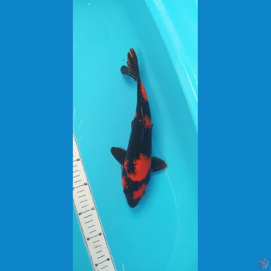 HIU 32CM