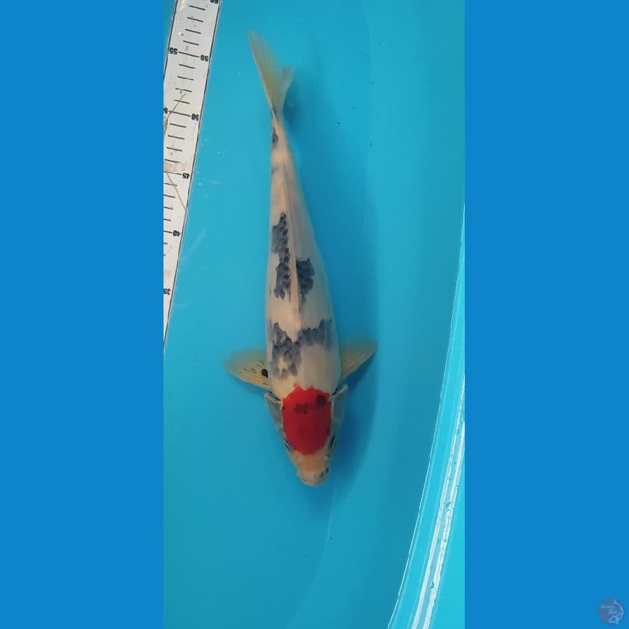 tanco showa ttgi 35cm
