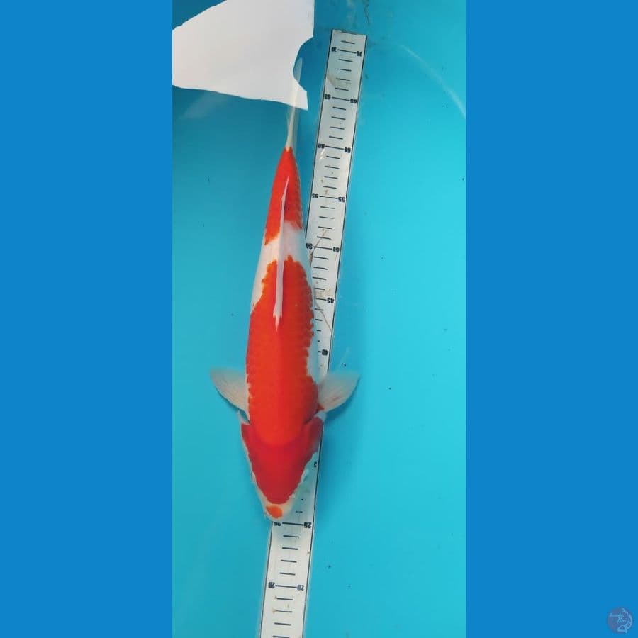 kohaku 39cm