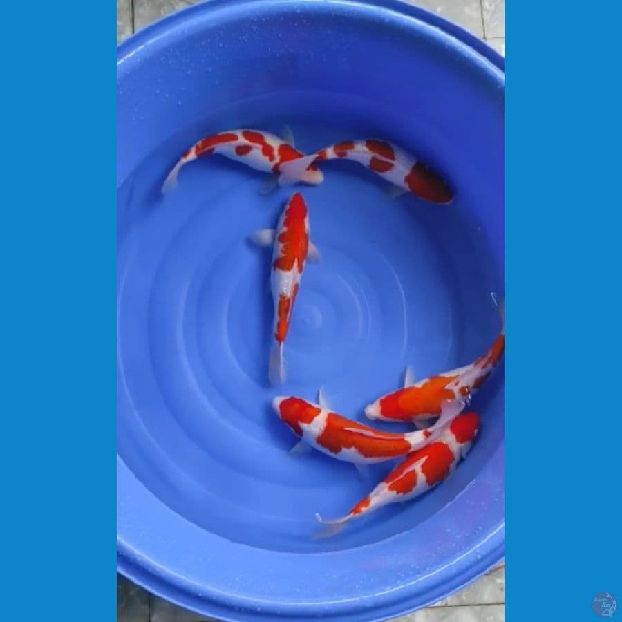 PAKET KOHAKU 38-41cm Ori