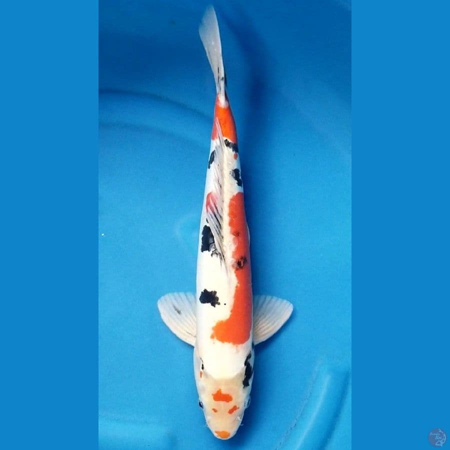 DOITSU SHOWA 44 CM MALE