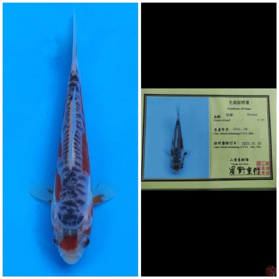 Yamaju Shusui