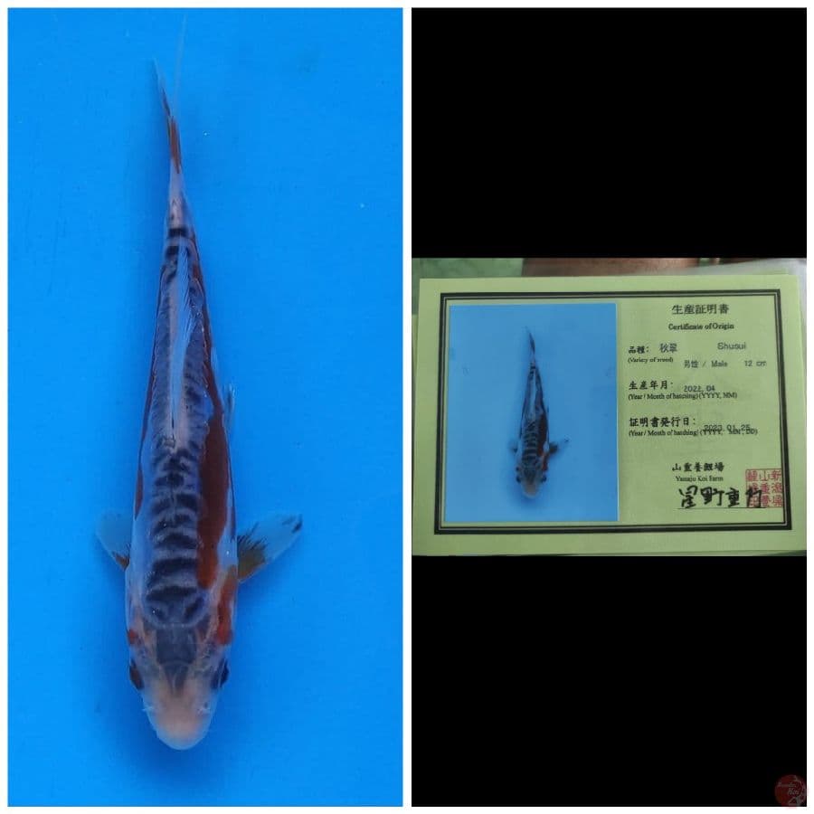 Yamaju Shusui 