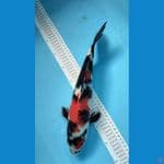 Showa 34cm