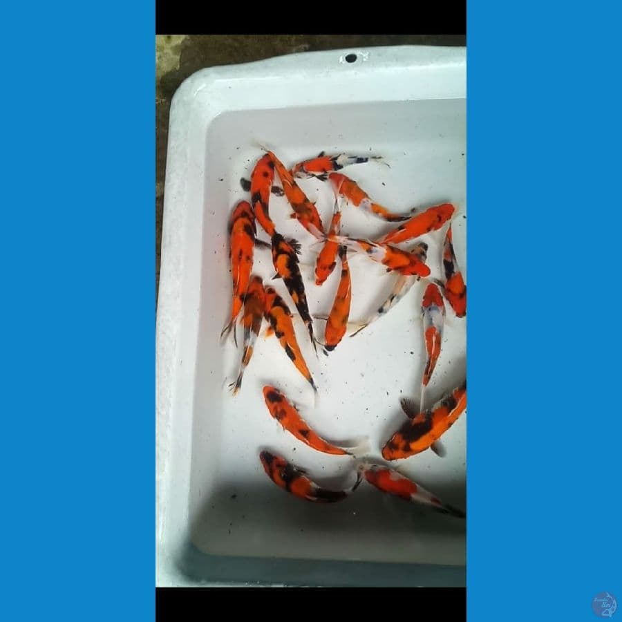 showa mix 14-17cmmm.20 @