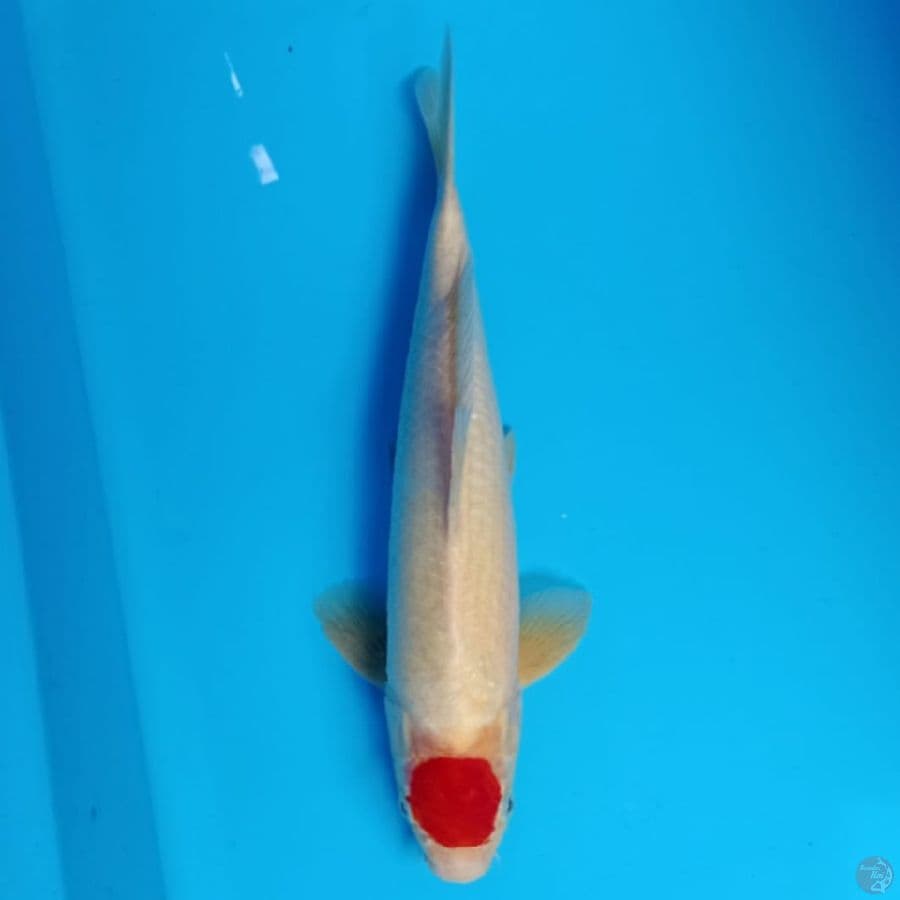 Tancho khohaku 40cm