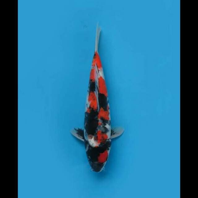 34cm Female - Showa Doitsu Aragoke 