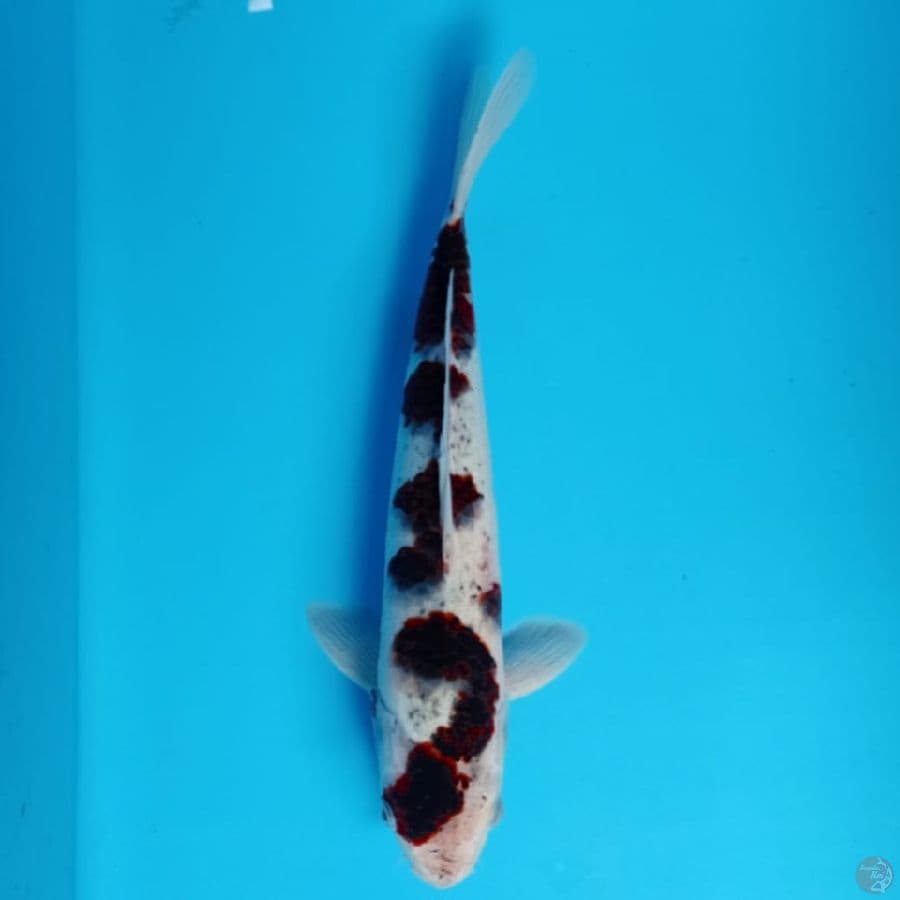 goromo 37cm